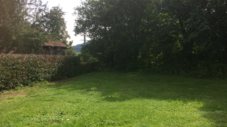 Wiese und Wildhecke vor dem Bau